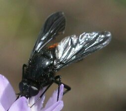 Diptera(Or) sp004 Animal